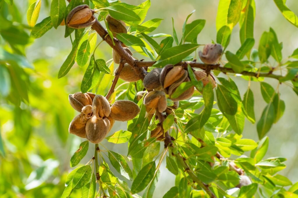 Ripe almonds nuts on almond tree ready to harvest close up