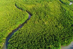 Natural botanical sourcing Africa