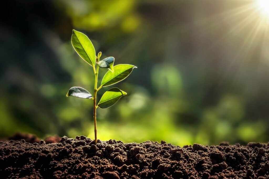 Sustainable agroforestry sourcing SAHARÔME